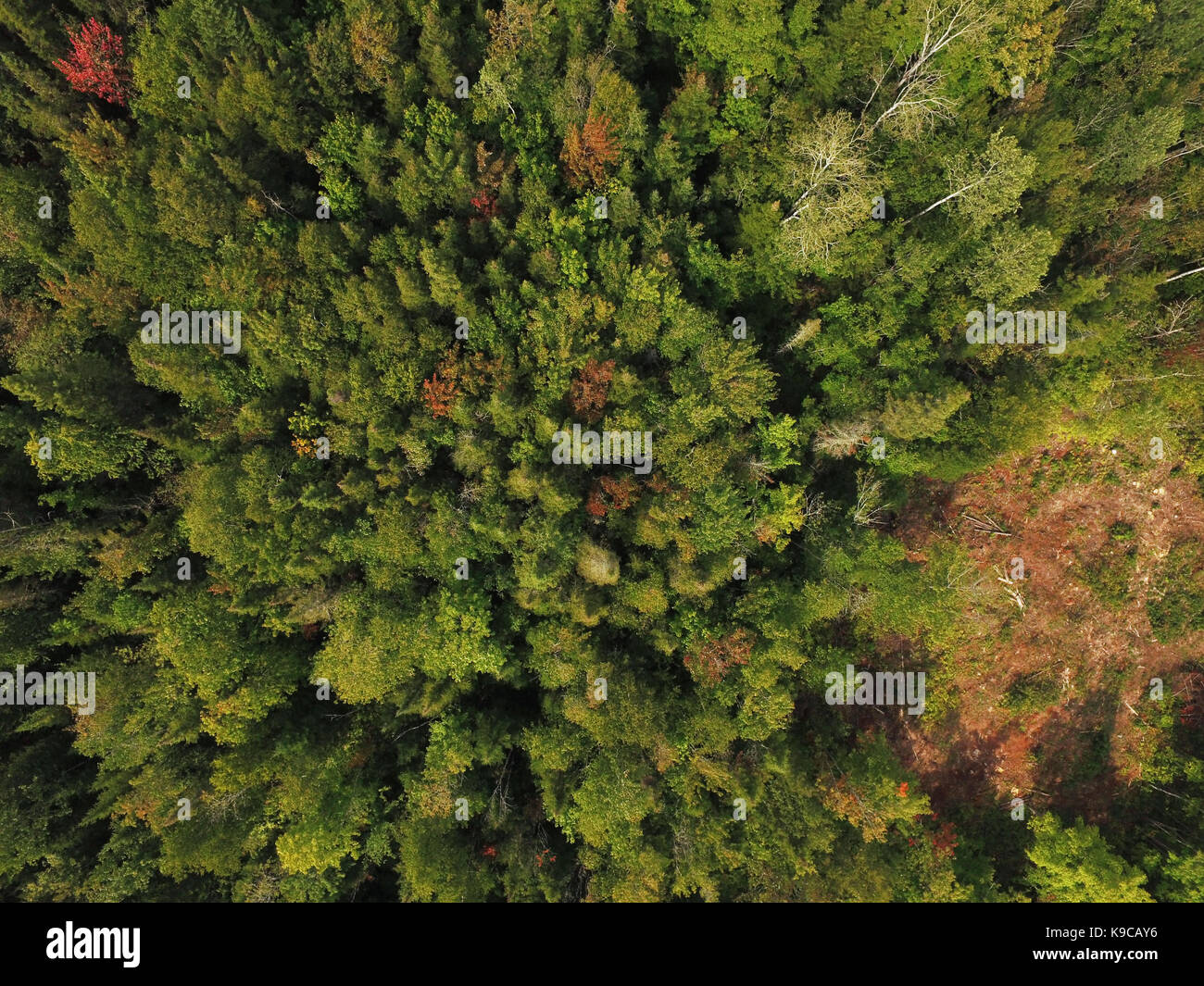 Vista aérea de bosques boreales árboles de hoja perenne Foto de stock