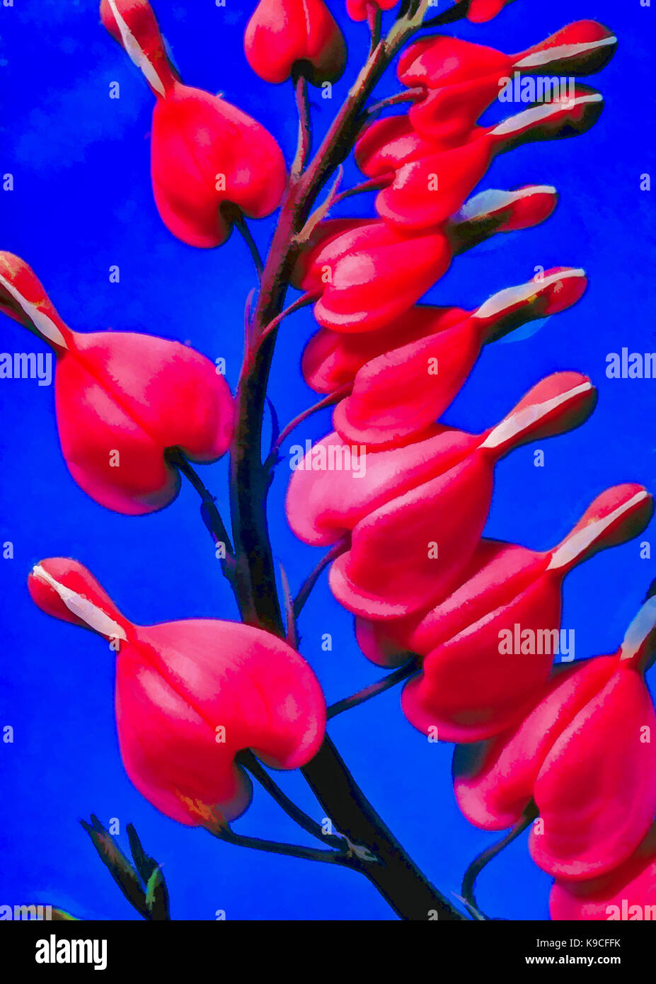 Rojo corazón sangrando flor florece, Lamprocapnos spectabilis (antiguo nombre Dicentra spectabilis) aislados en azul con gotas de agua. Foto manipulada i Foto de stock