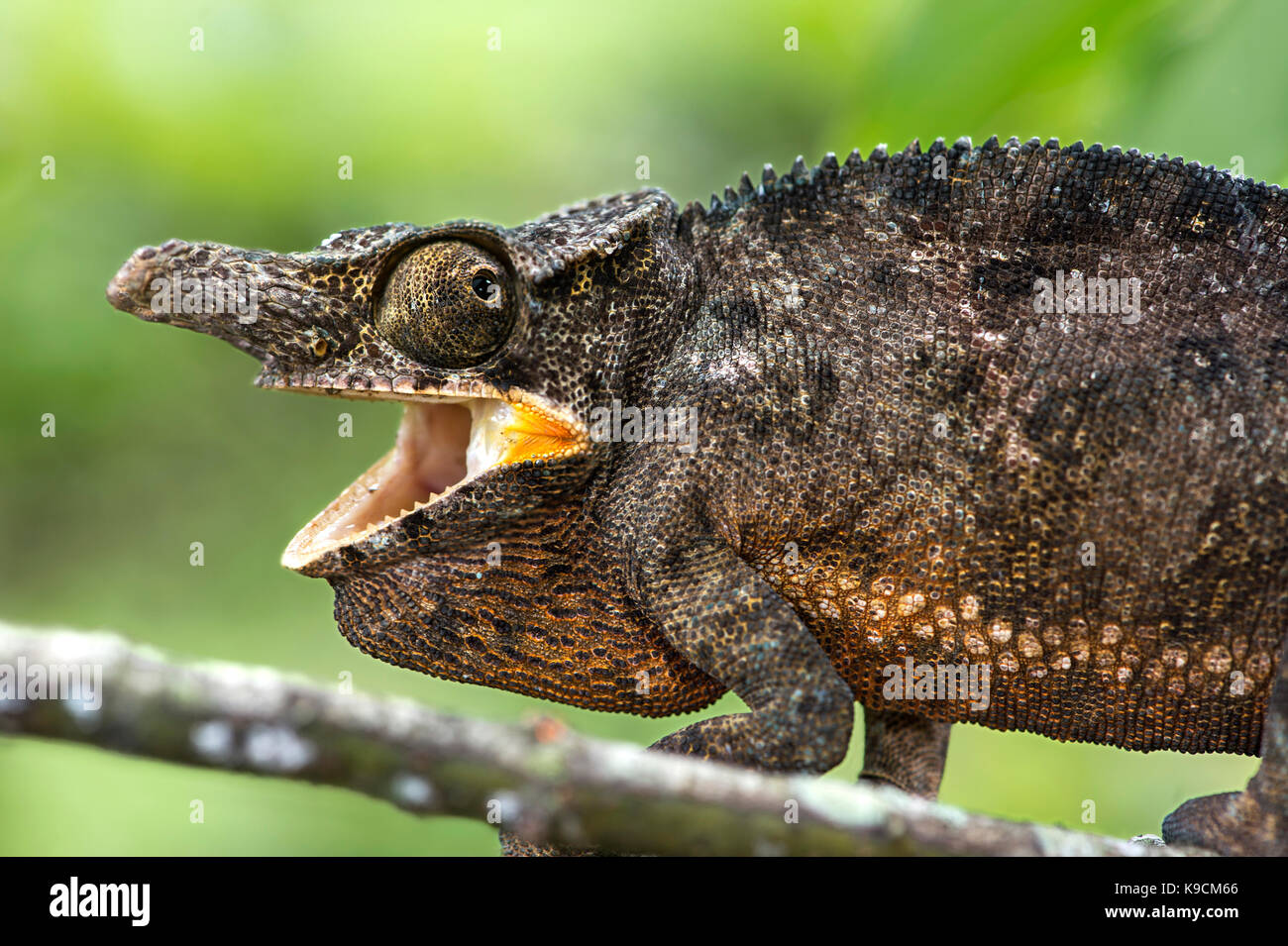 El camaleón furcifer bifidus, varón (chameleonidae), endémico de Madagascar, el parque nacional de Andasibe, Madagascar Foto de stock