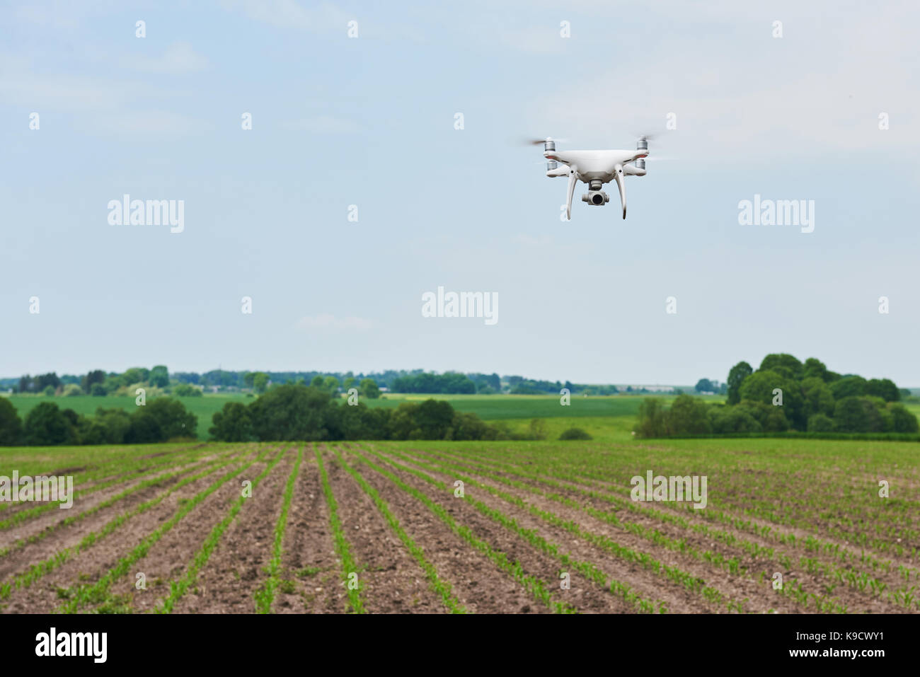 Drone quad copter con cámara digital de alta resolución en el campo de maíz verde Foto de stock