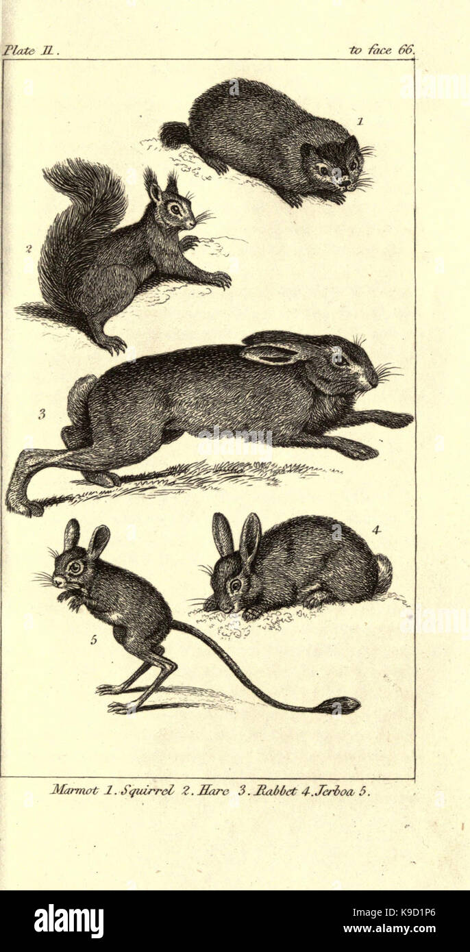 Historia natural de los animales (Lámina 11) (8077087148 Fotografía de