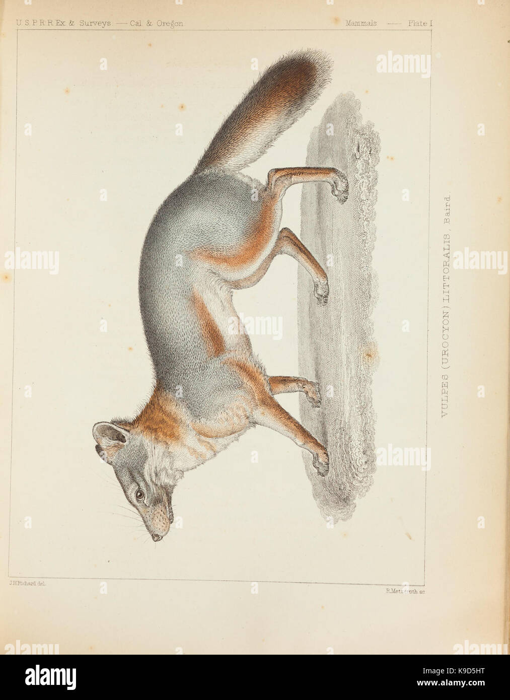 Los mamíferos de América del Norte; la descripción de especies