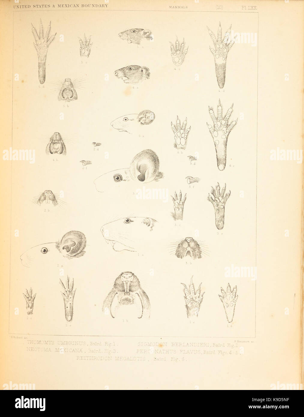 Los mamíferos de América del Norte; la descripción de especies