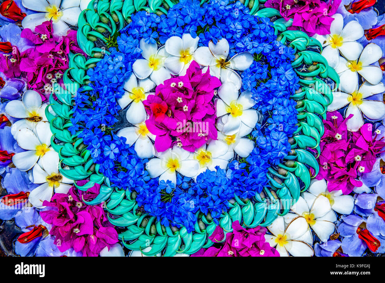 Colorido patrón abstracto de flor tropical flores dispuestas en círculos en la pantalla en un jardín. Foto de stock
