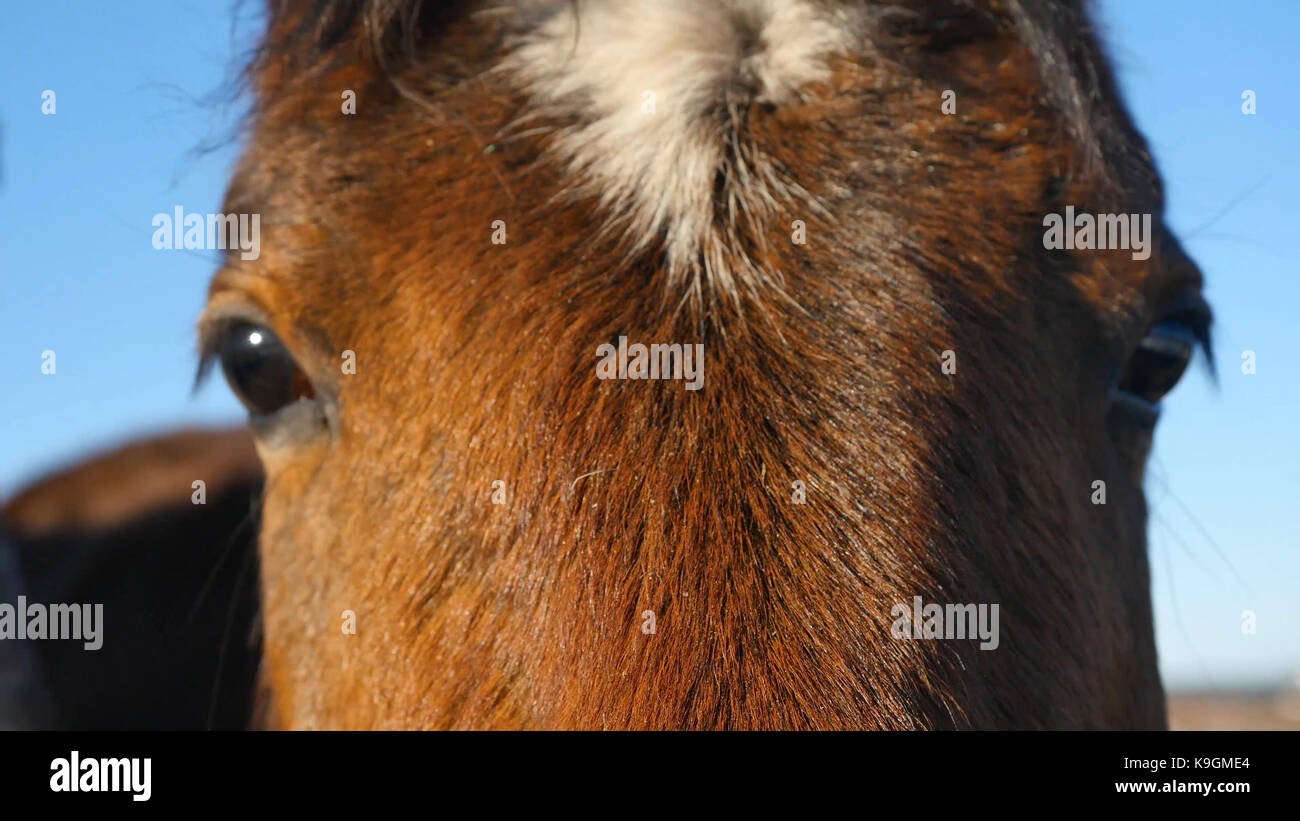 Cerca de un ojo de caballo Foto de stock