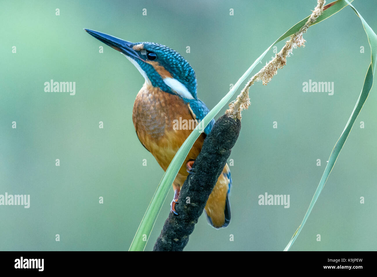 Perca kingfisher ringford/ galloway forest park/ Escocia occidental/ Reino Unido/ islas británicas Foto de stock