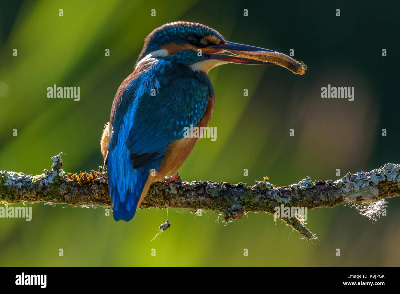 Perca kingfisher ringford/ galloway forest park/ Escocia occidental/ Reino Unido/ islas británicas Foto de stock