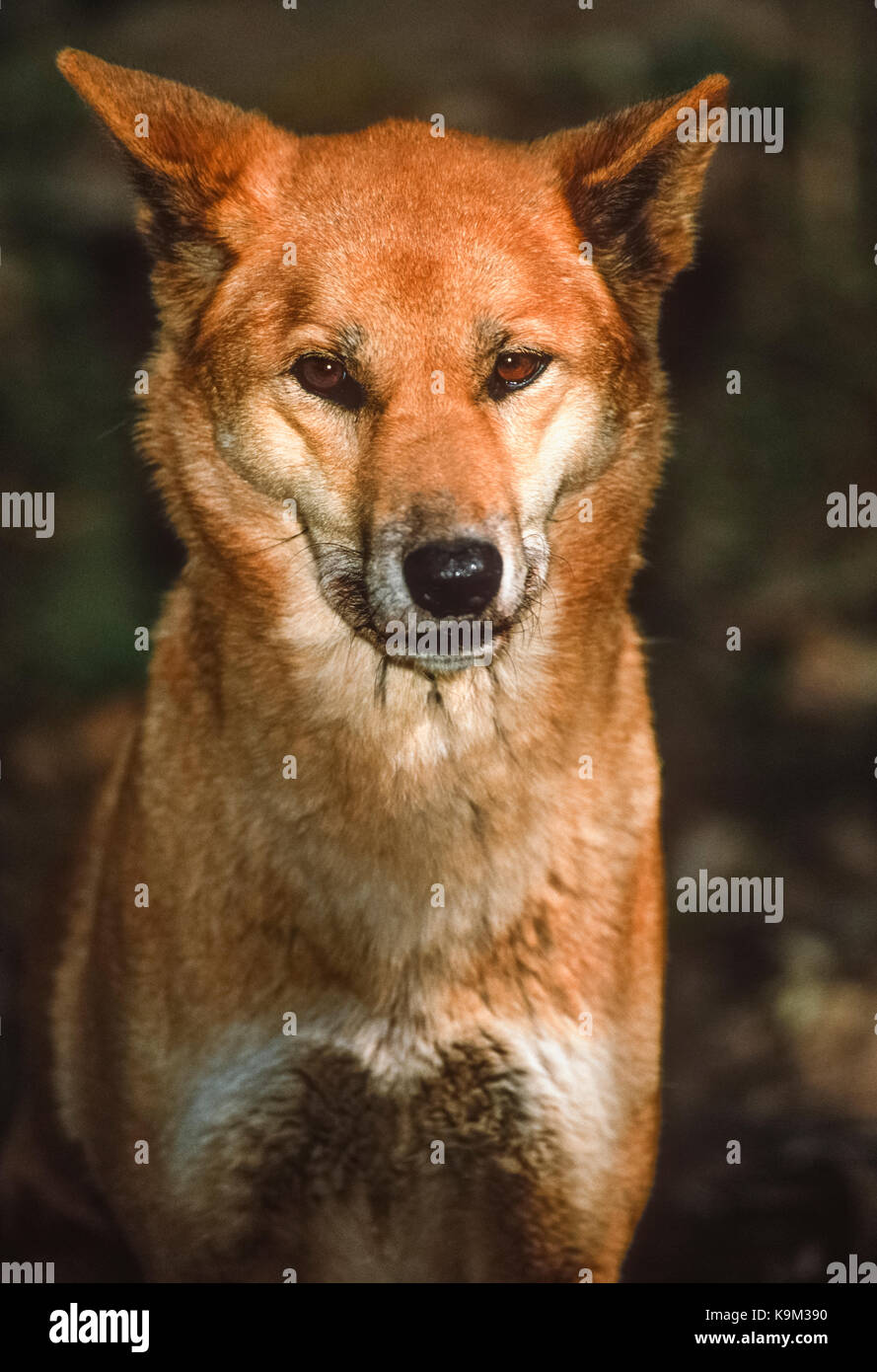 Dingo australiano, (Canis dingo o Canis lupus dingo), Isla Fraser o K'Gari Island, Queensland, Australia Foto de stock