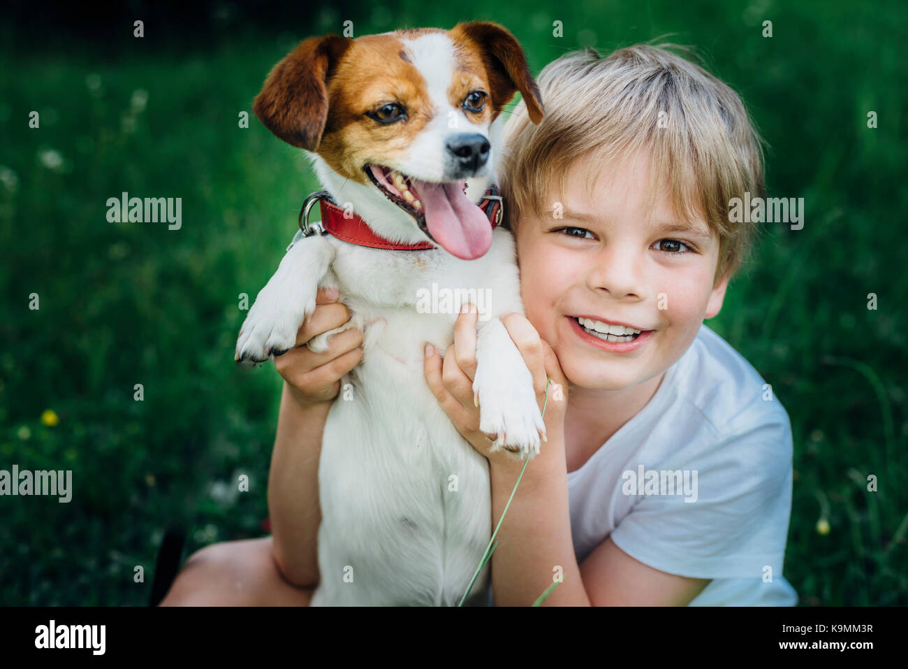 Deutschland, Sachsen, Neichen Muldental,,,,, Mischling Jack-Russel Haustier Hund, Foto de stock