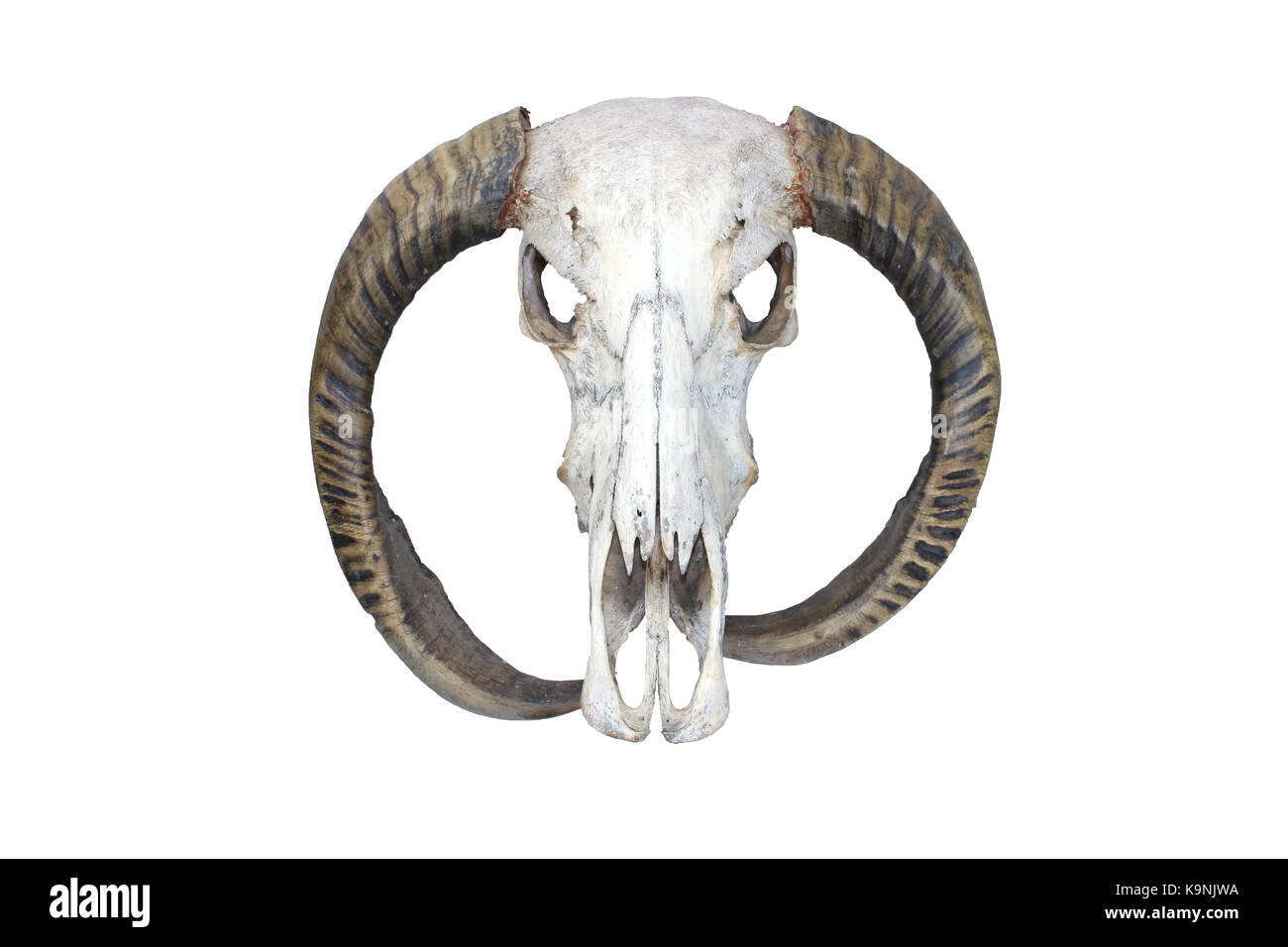 Los huesos del cráneo de búfalo en aisladas Foto de stock