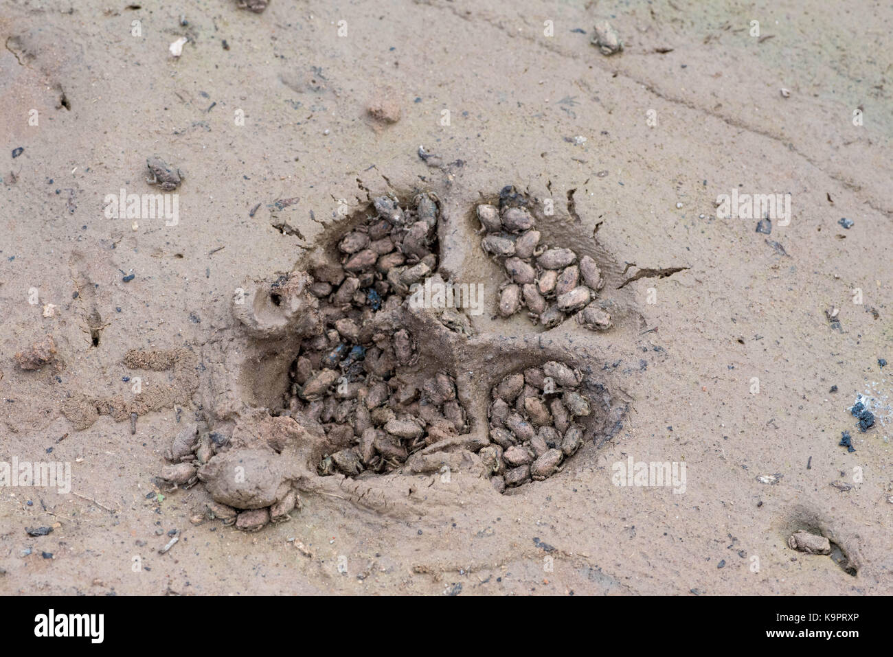 La camilla, scaphiopus spadefoot (cama), sufren una metamorfosis que se  refugian en las huellas de un perro. socorro co., Nuevo México, EE.UU  Fotografía de stock - Alamy