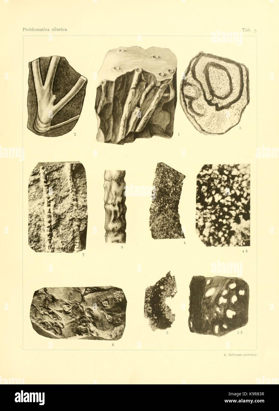 Problematica Silurica (Lámina 5) (7629248204) Foto de stock