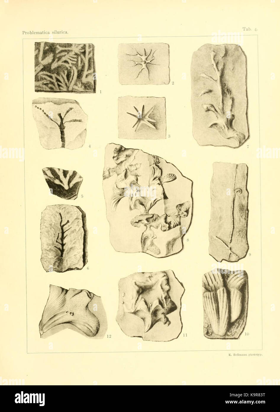 Problematica Silurica (Lámina 4) (7629247588) Foto de stock