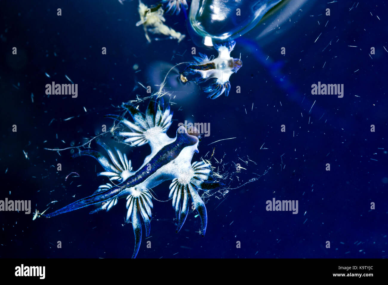Estos nudibranquios pelágicos comer man-o-war medusas Foto de stock