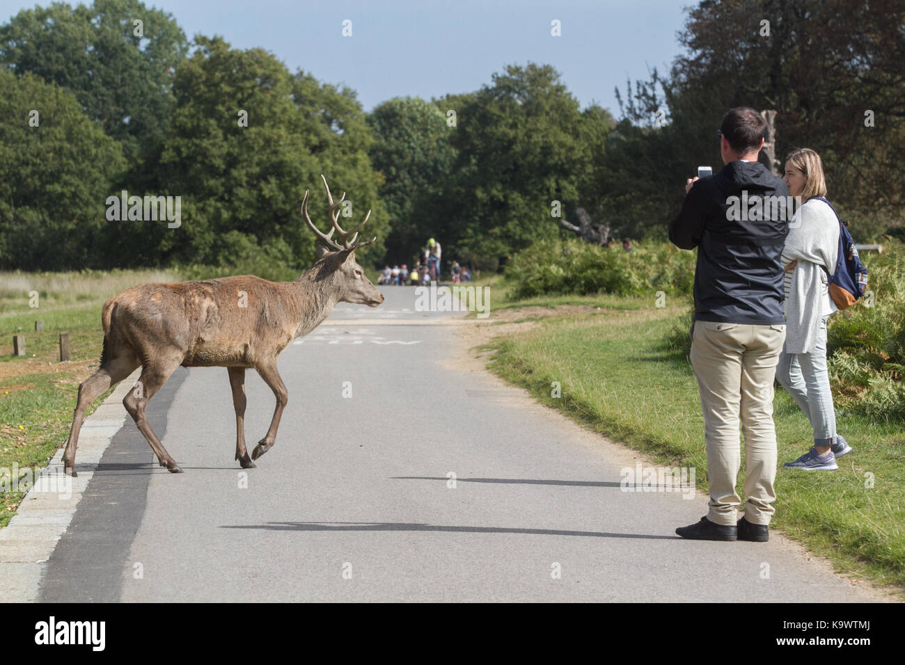 Londres, Reino Unido. 24 Sep, 2017. La gente deje de ver ciervos cruzando la calle en Richmond Park en el otoño de sol como el aumento de las temperaturas está previsto en los próximos días en Inglaterra Southeat Crédito: amer ghazzal/Alamy Live News Foto de stock