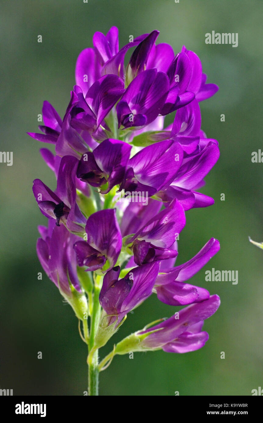 Esto es medicago sativa, alfalfa o alfalfa, de la familia Fabaceae (Leguminosae) Foto de stock