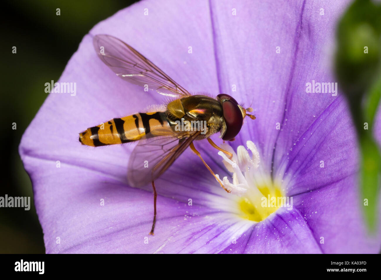 Wasp imitar masculino británico hoverfly Episyrphus balteatus, mermelada, alimentándose de la flor azul de Convolvulus sabatius Foto de stock