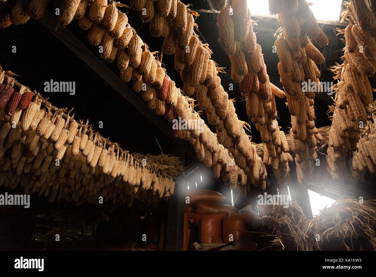 El secado de maíz cosechado para el invierno, Cat Cat village, SAPA, Vietnam Foto de stock