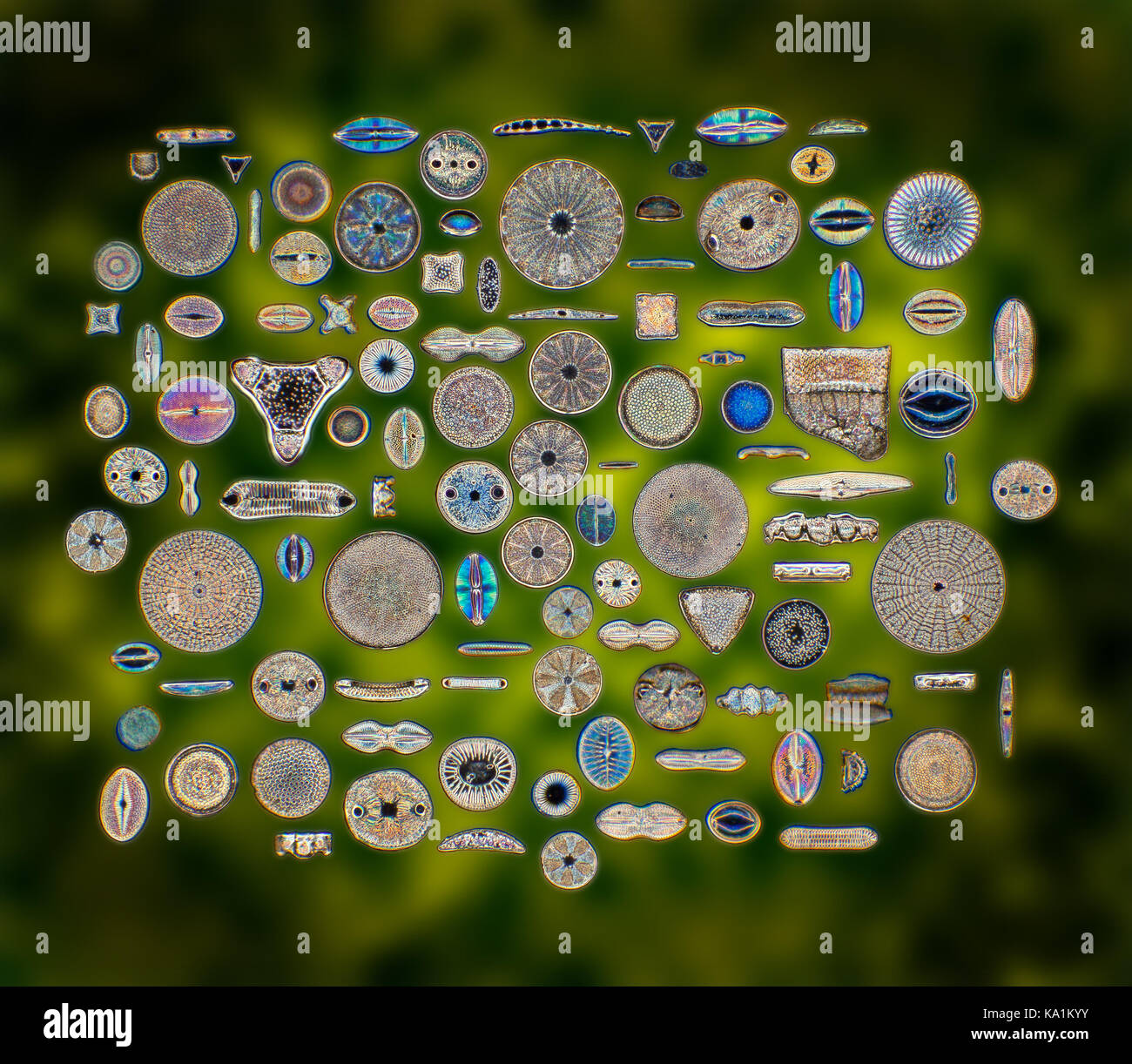 Biodiversidad de diatomeas fotografías e imágenes de alta resolución - Alamy