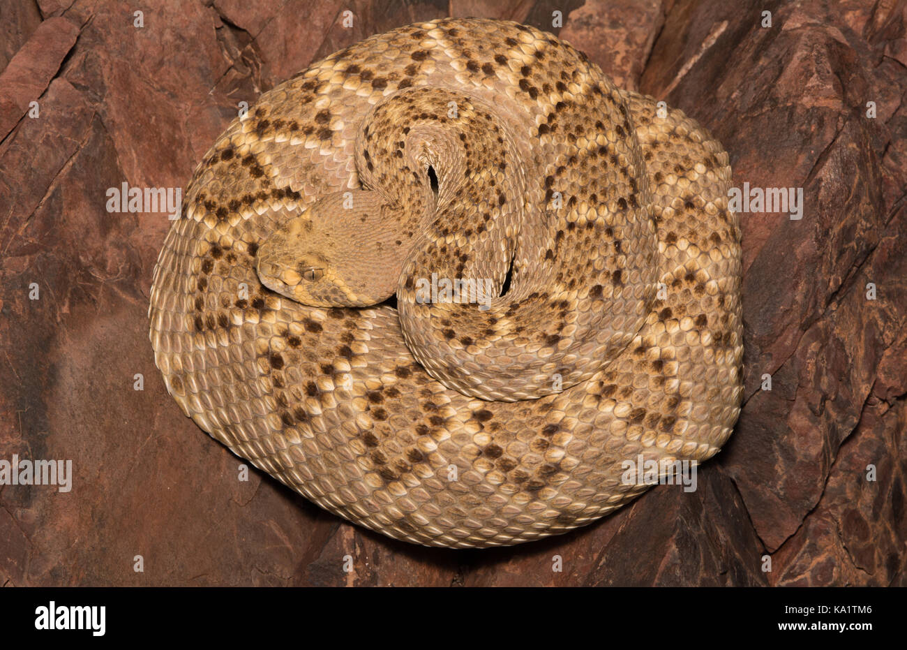 Rattlesnake (Crotalus atrox), de Sonora, México. Foto de stock