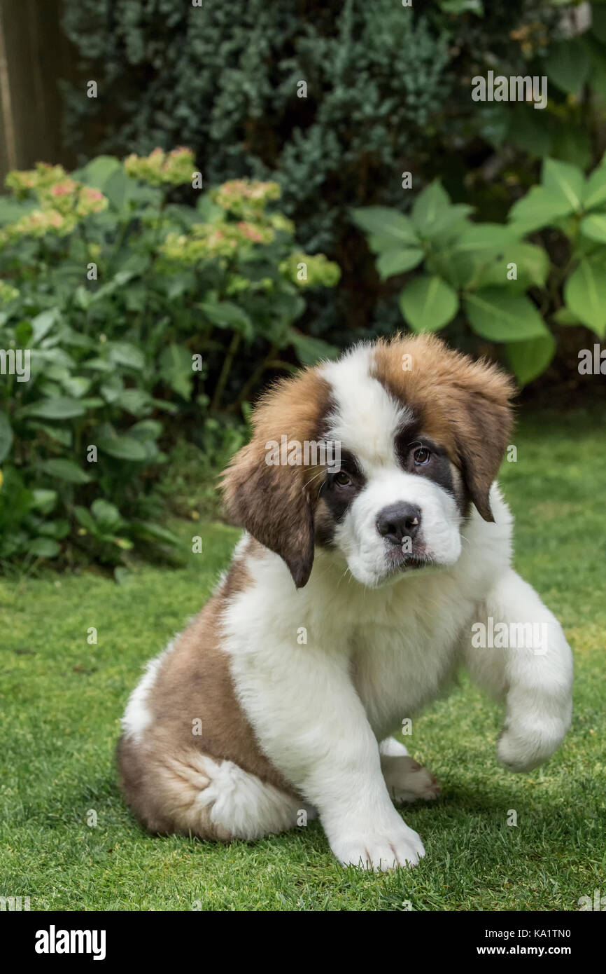 St bernard dog side fotografías e imágenes de alta resolución - Alamy