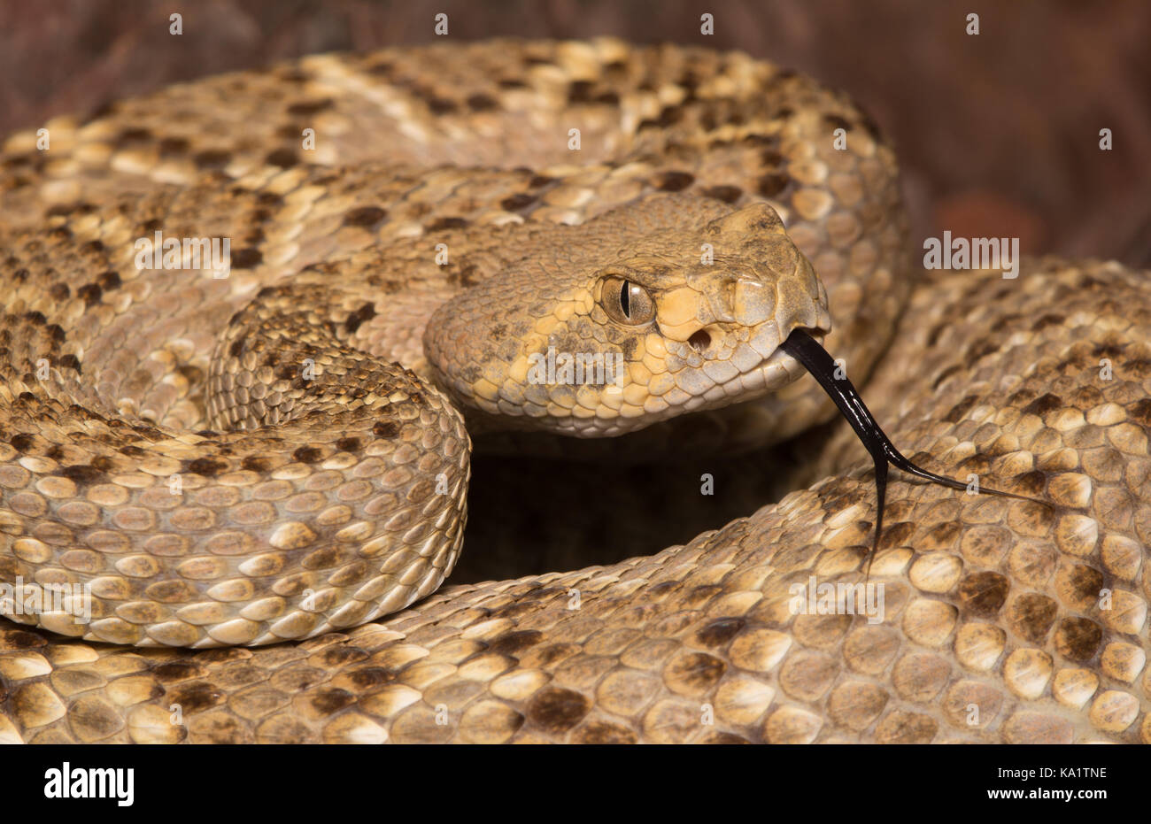 Rattlesnake (Crotalus atrox), de Sonora, México. Foto de stock