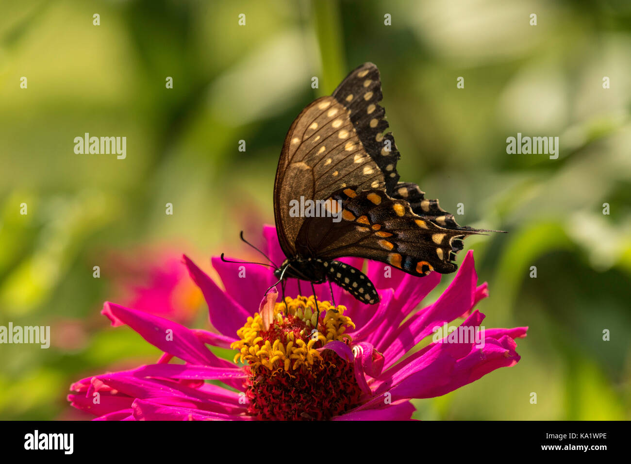 Este especie se alimentan en zinnia en flor. Foto de stock