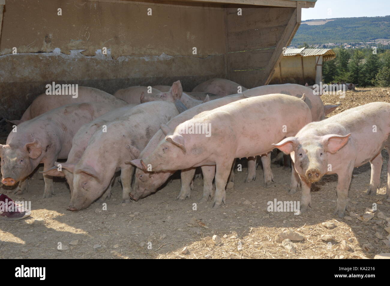 Cerdos en su entorno natural , Saint Christol, Francia Foto de stock