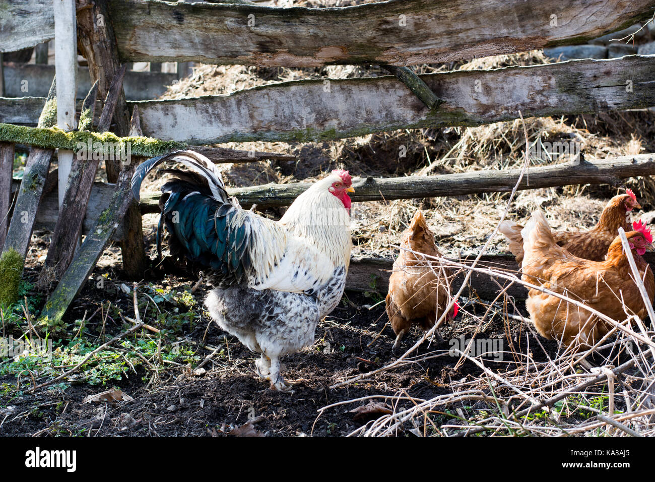 Las gallinas y el gallo se alimentan en la tradicional rural de corral en día soleado. Cerca de pollo parado en el granero del gallinero. free range poul Foto de stock