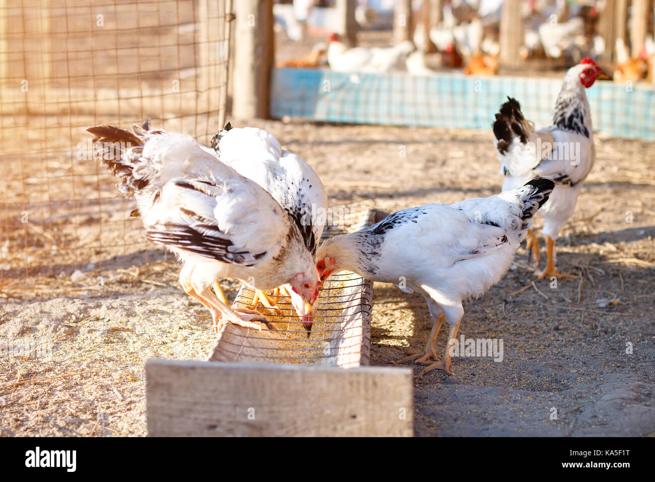 Los pollos comen forraje en una granja de pollos orgánicos Fotografía