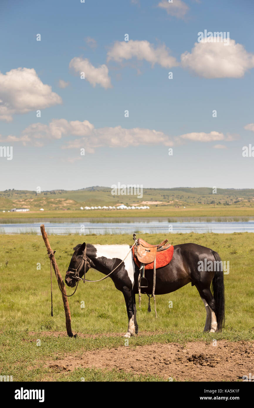 Caballos mongoles de los pastizales permanentes Foto de stock