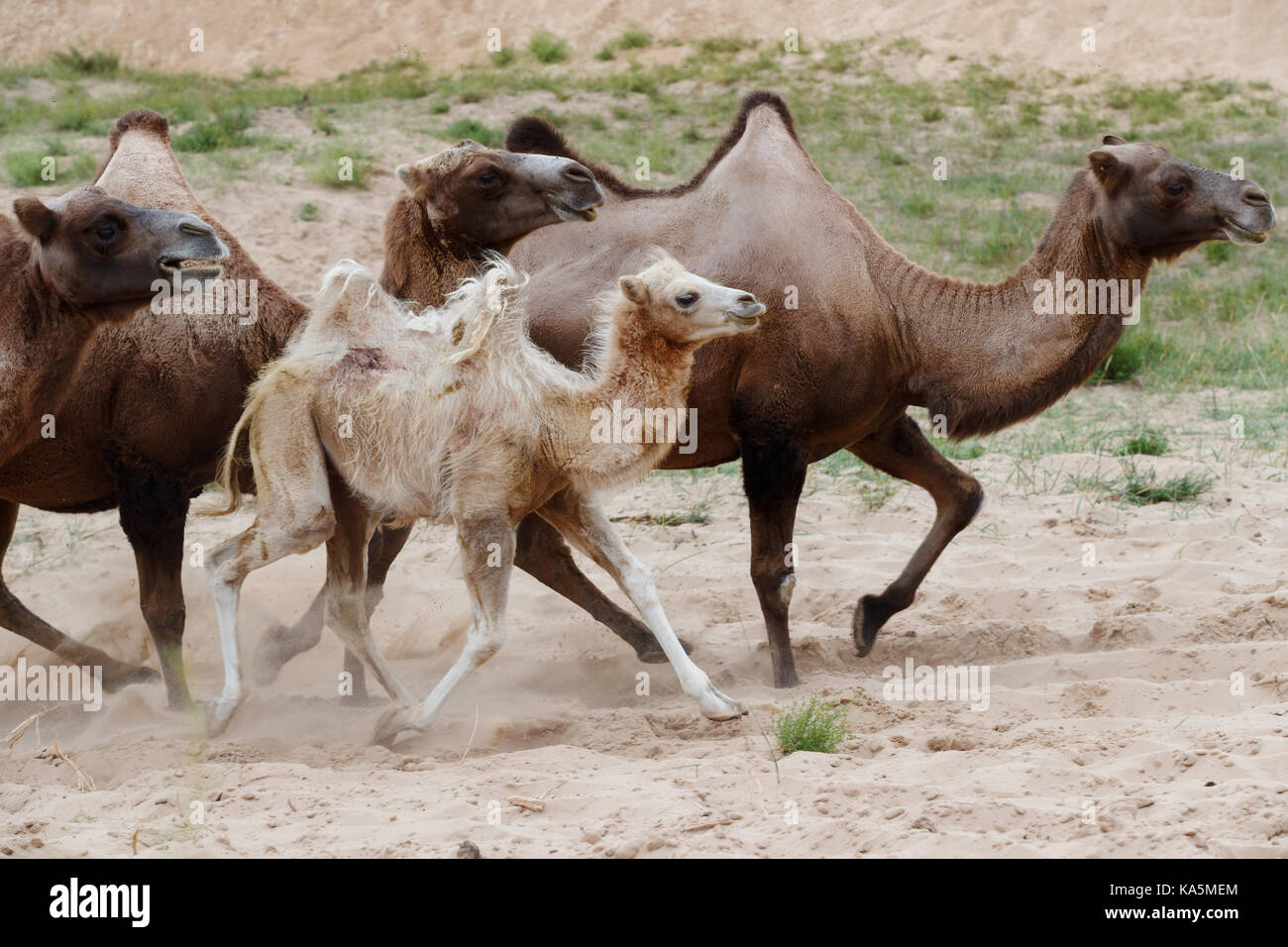 Doble Joroba Camellos camellos Bactrianos Y El Beb Camello 