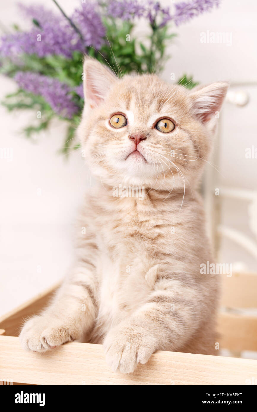 Gato fold escocés retrato animal del bebé. Foto de stock
