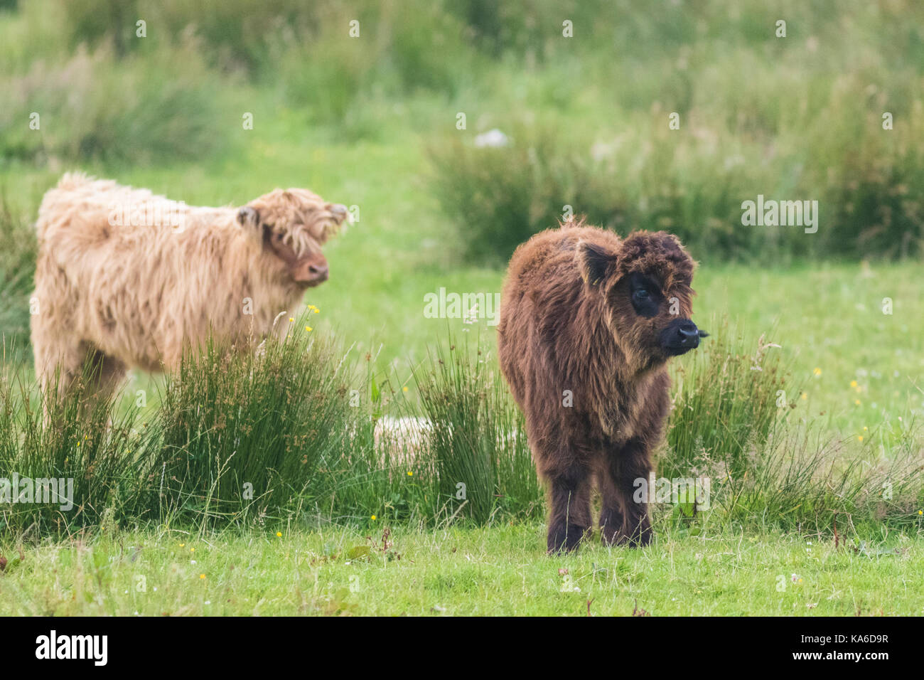 Highland ganado dos terneros, de pie y mirando más allá de la cámara, Islay, Escocia Foto de stock