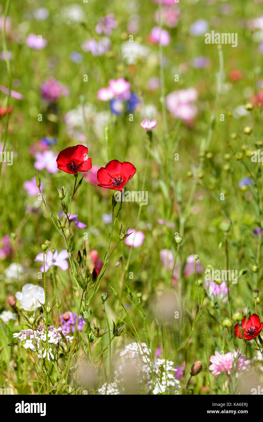 Scarlet Lino Linum grandiflorum rubrum creciendo en una mezcla de semillas de flores silvestres de la cama Foto de stock