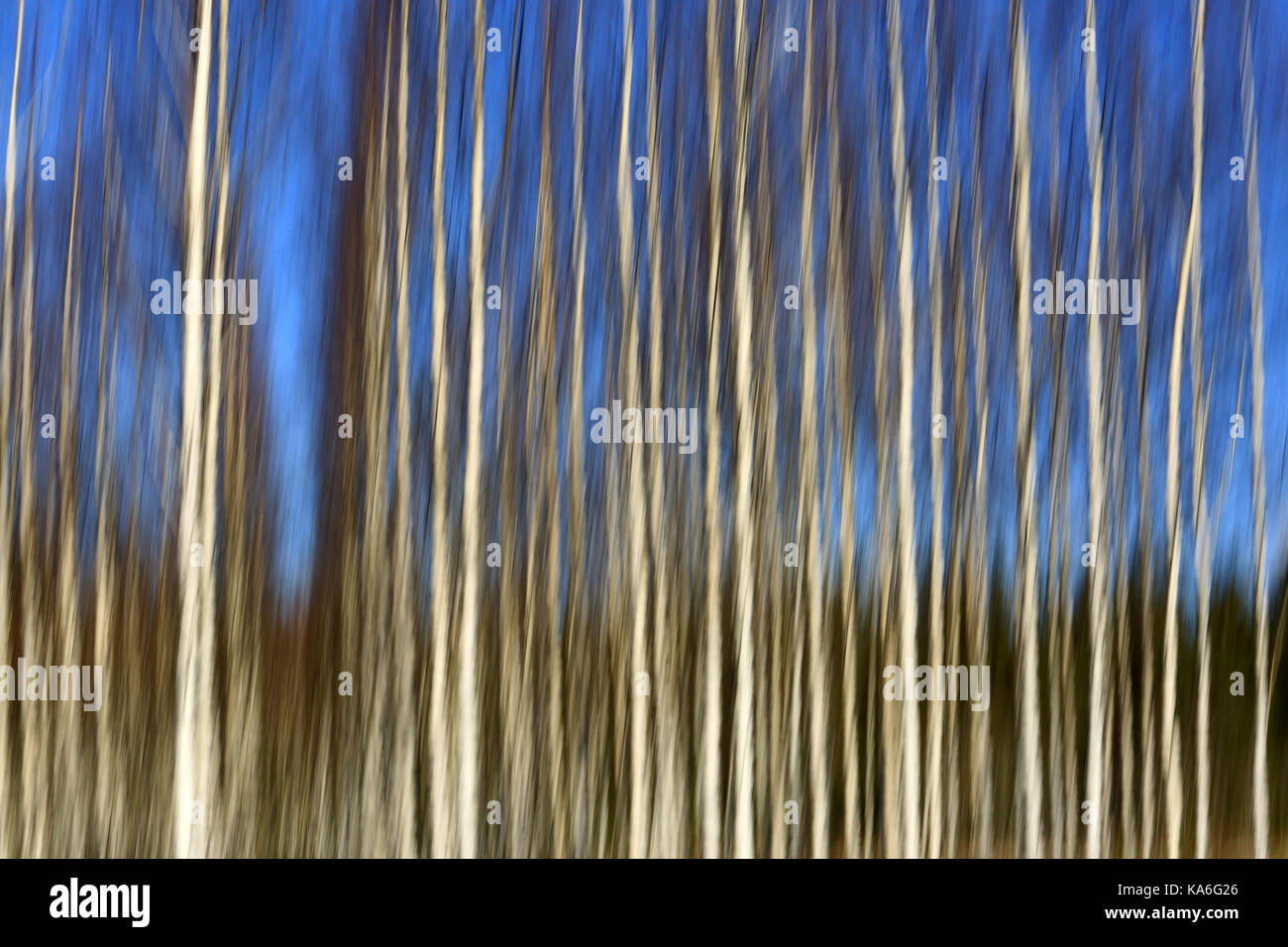 Panorama artístico con troncos de árboles de abedul y cielo azul, efecto que se consigue con el desenfoque de movimiento en la cámara. Foto de stock