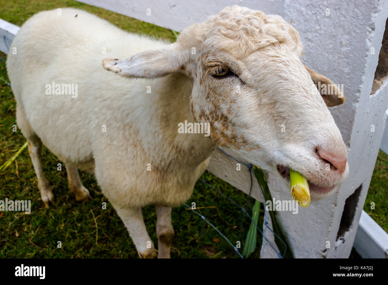 Conseguir un poco de cordero comiendo hierba Foto de stock