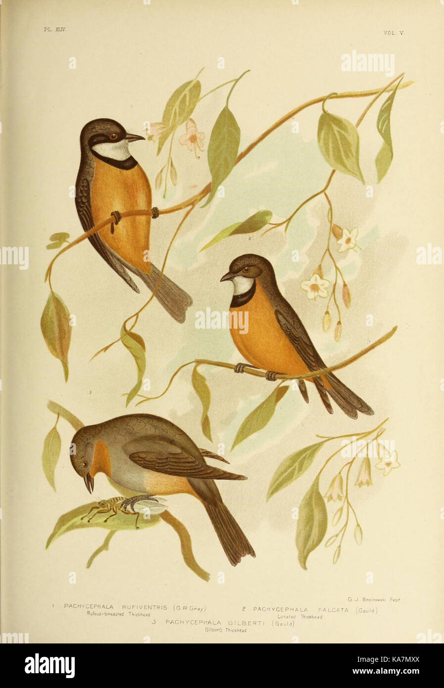 Las aves de Australia (16964858926) Foto de stock
