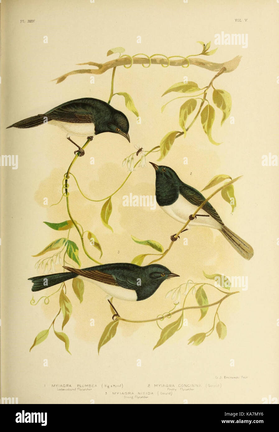 Las aves de Australia (16783403017) Foto de stock