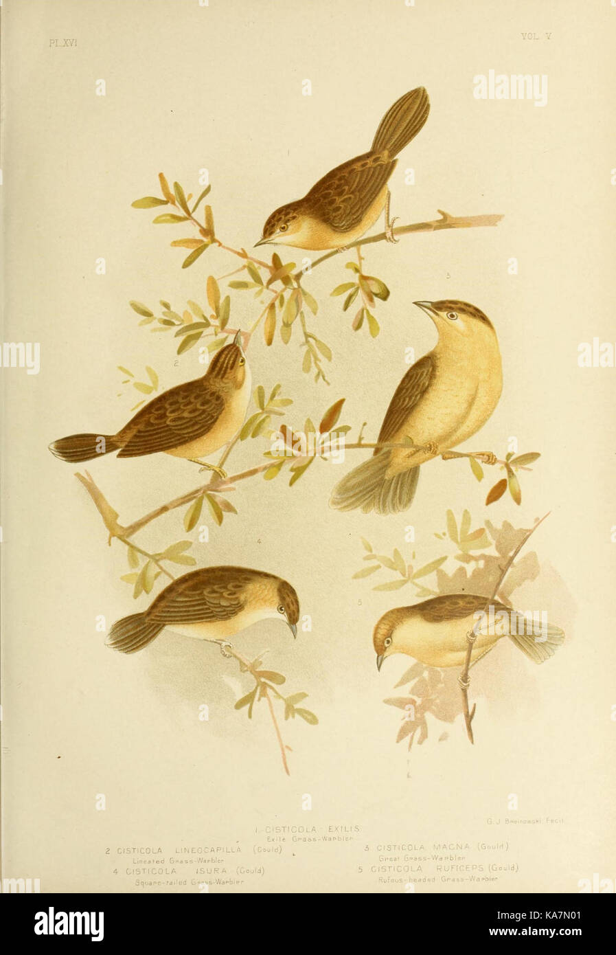 Las aves de Australia (16370641213) Foto de stock