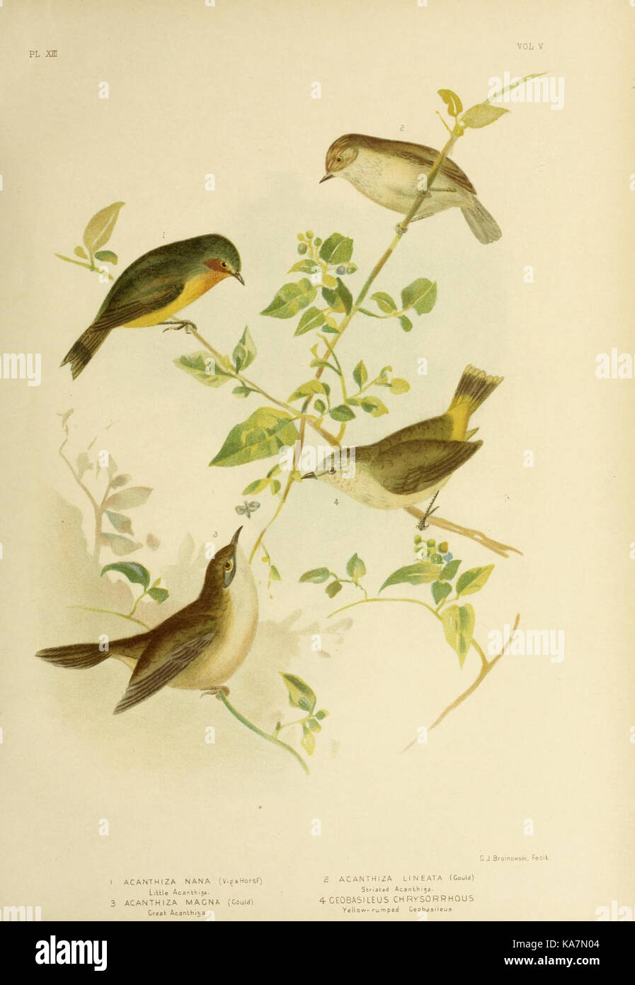 Las aves de Australia (16964789886) Foto de stock