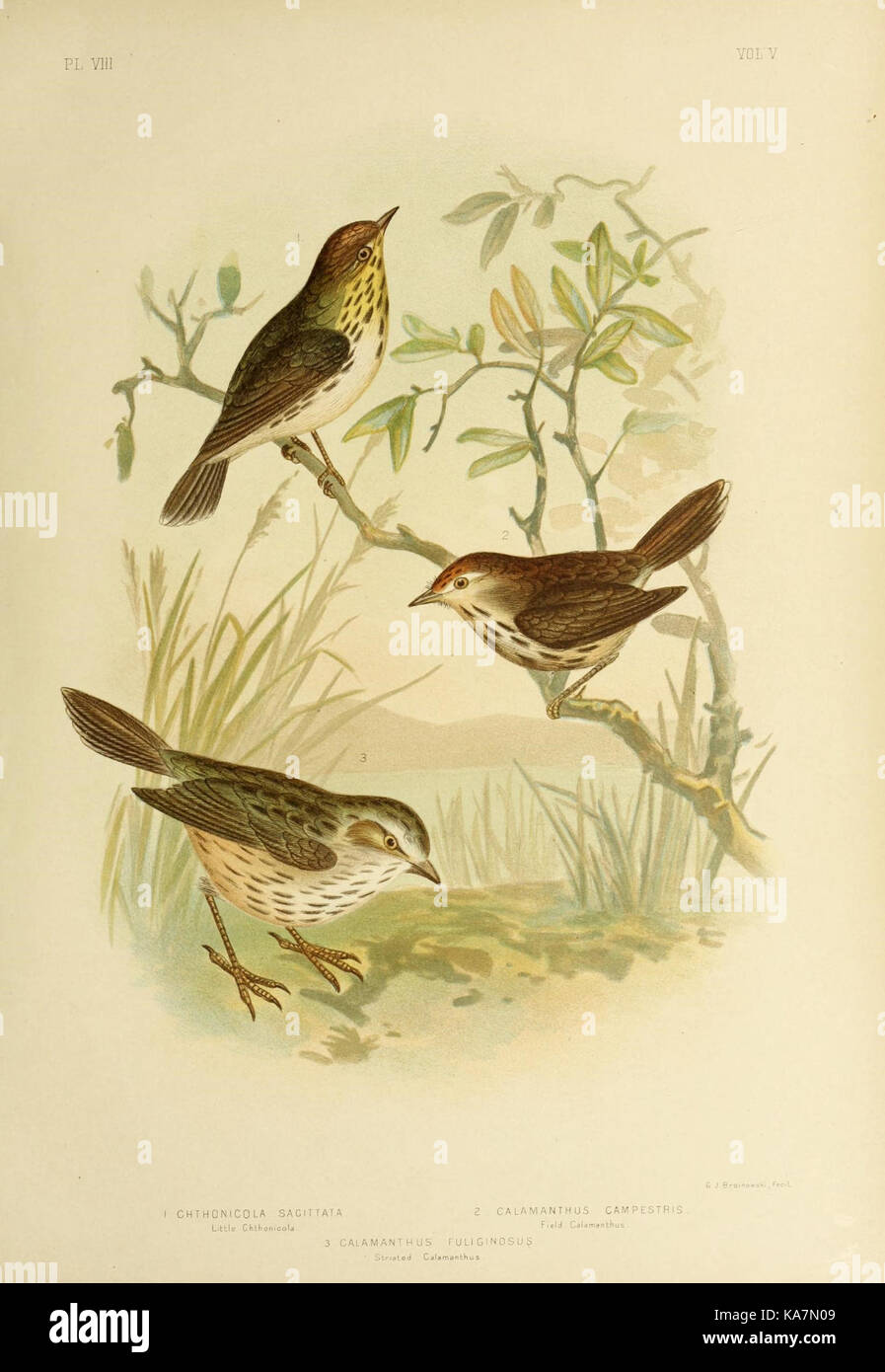 Las aves de Australia (16803003888) Foto de stock