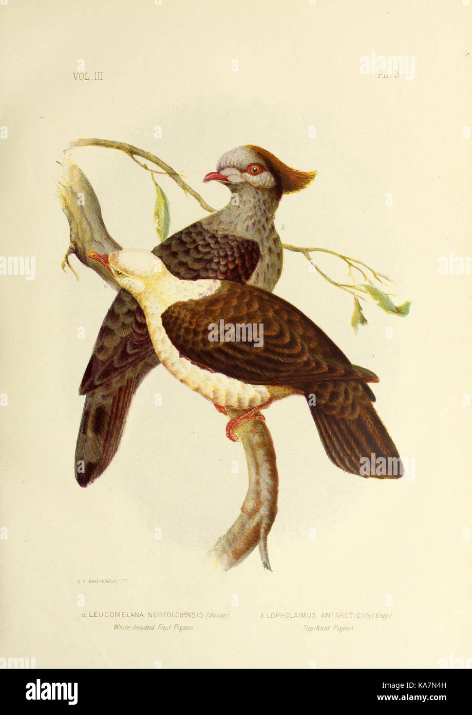 Las aves de Australia (16865084665) Foto de stock