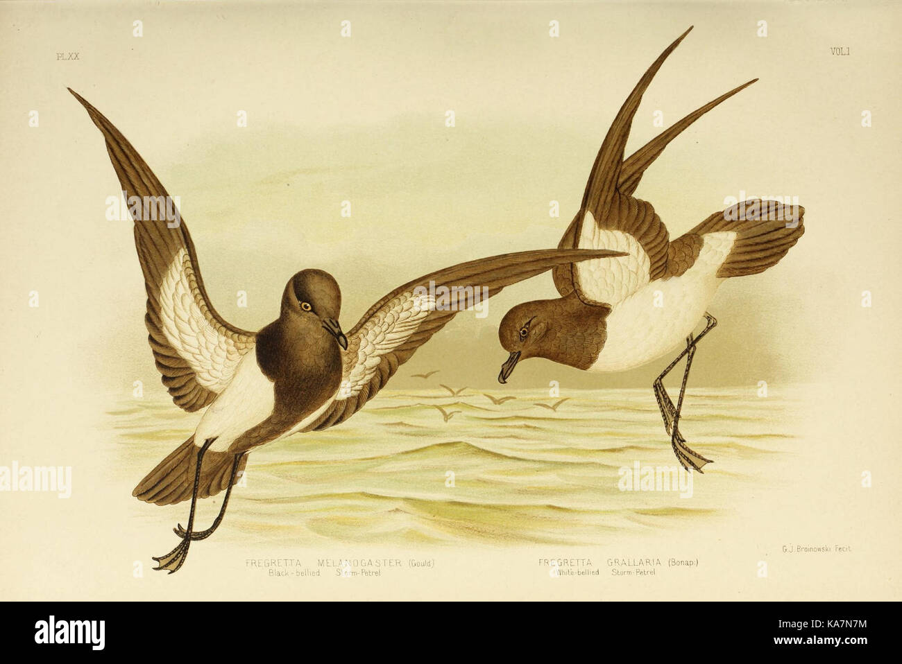 Las aves de Australia (16681521586) Foto de stock