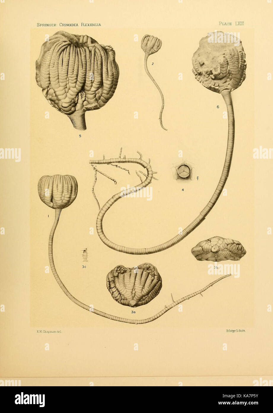 La Crinoidea flexibilia (9669708881) Foto de stock