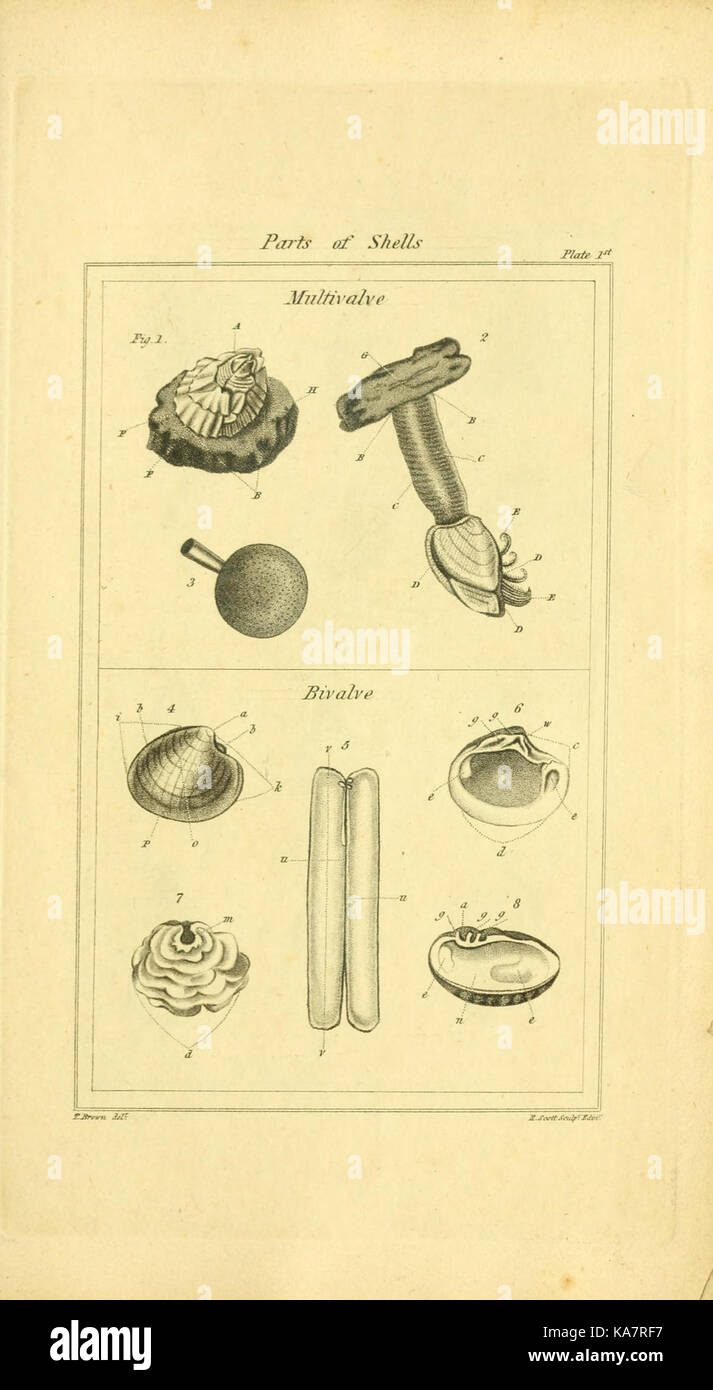 Los elementos de conchology; o historia natural de conchas (9199416335) Foto de stock