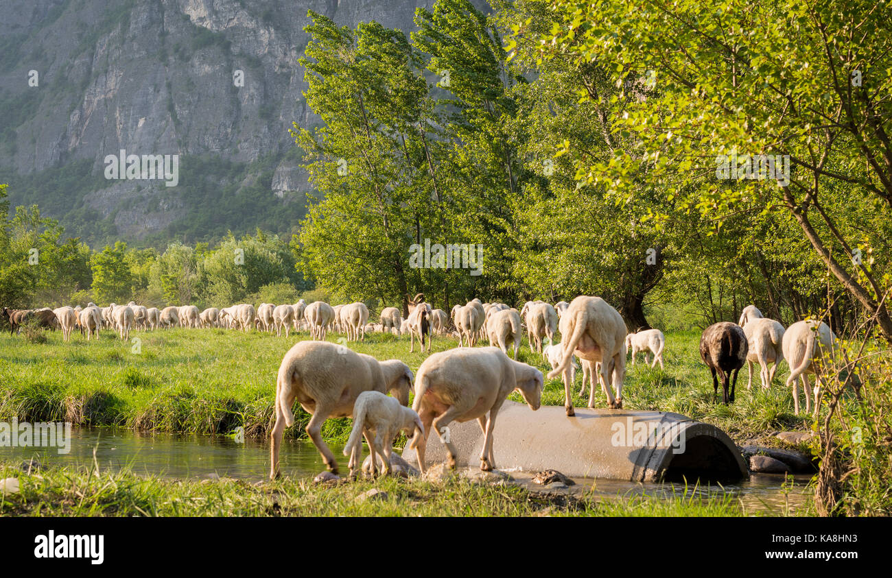 Rebaño de ovejas pastando en una colina al atardecer en primavera. Foto de stock