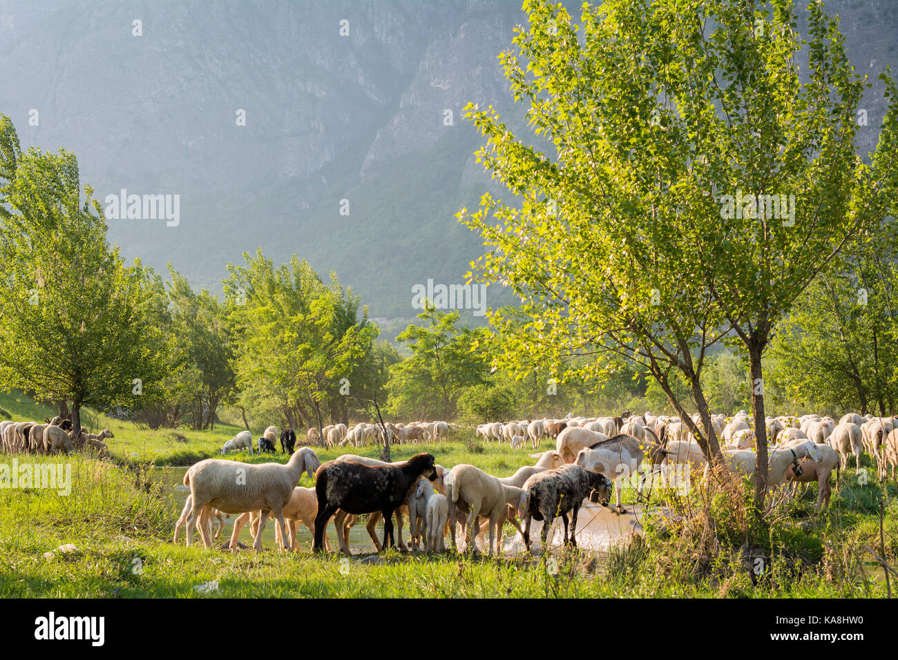 Rebaño de ovejas pastando en una colina al atardecer en primavera. Foto de stock