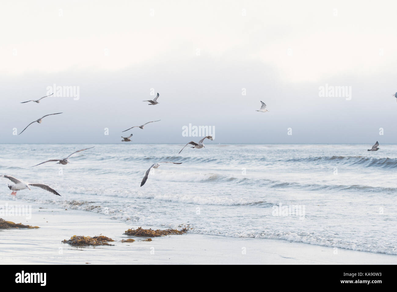 Las aves volando a lo largo de la playa de San Simeón, California, EE.UU. Foto de stock