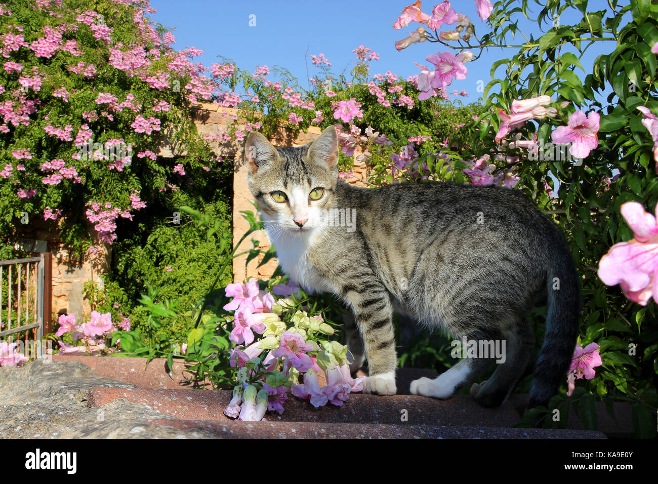 Gato doméstico atigrado negro, blanco, de pie oon una pared entre flores rosas Foto de stock